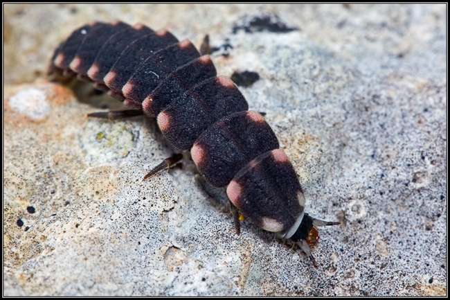 larva di lucciola